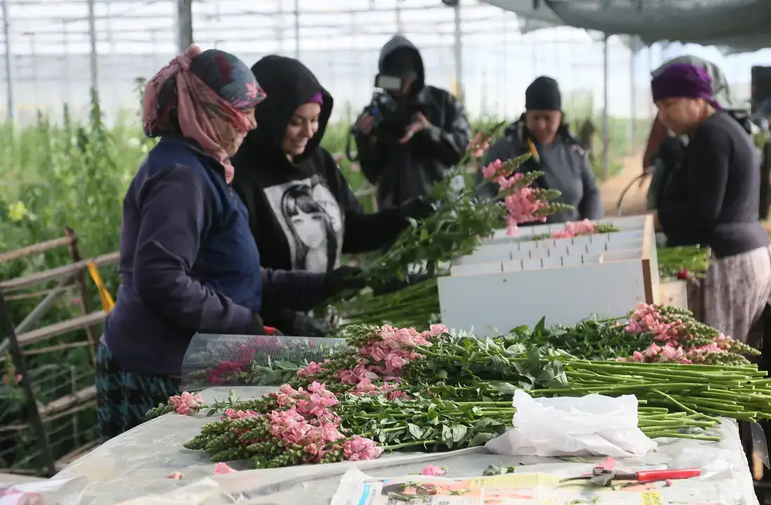 Aslanağzı Üretimiyle Avrupa Pazarına İlk Sevkiyat 5
